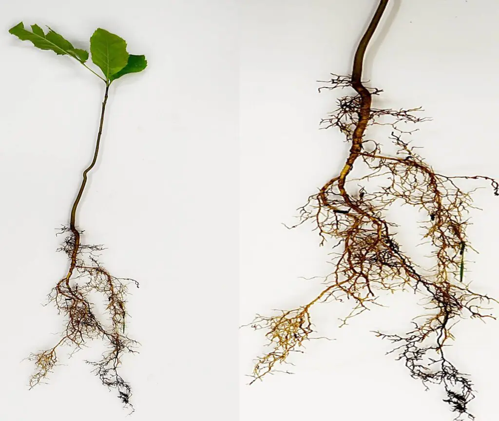 Roots out of the ground