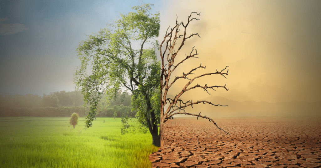 A tree with one side vibrant and green under clear skies, while the other side is barren and dried out against a cracked, desolate landscape.