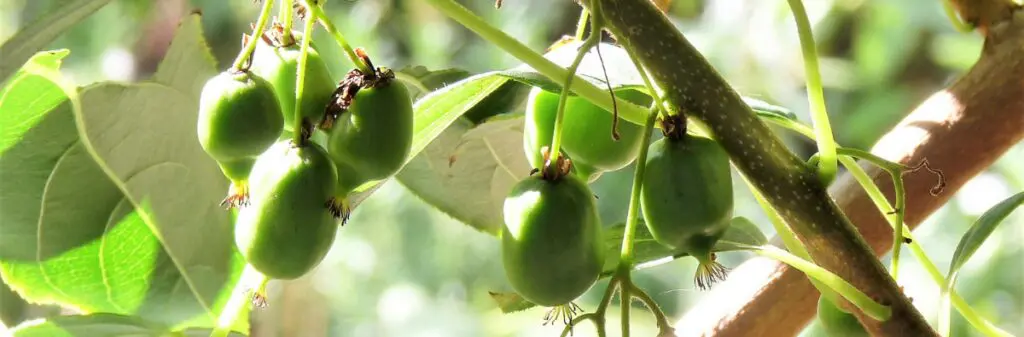 Kiwi's on the tree.