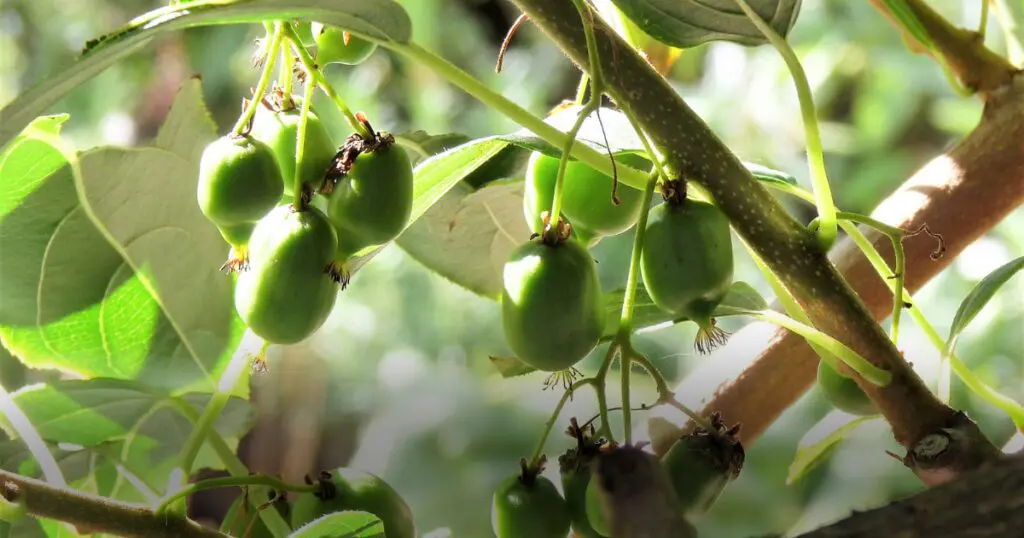 Kiwi's growing on the vine.