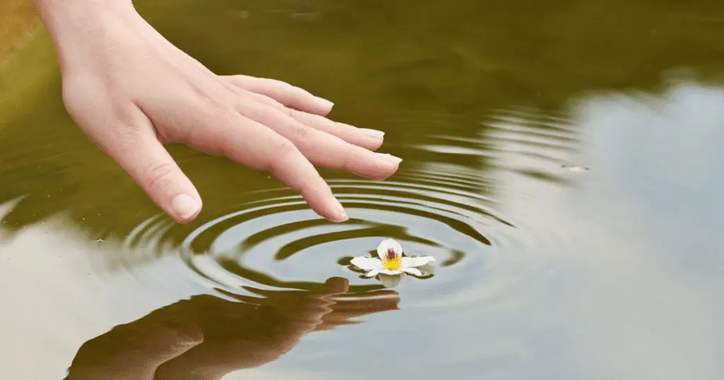 A hand touches water near a floating flower, creating ripples.