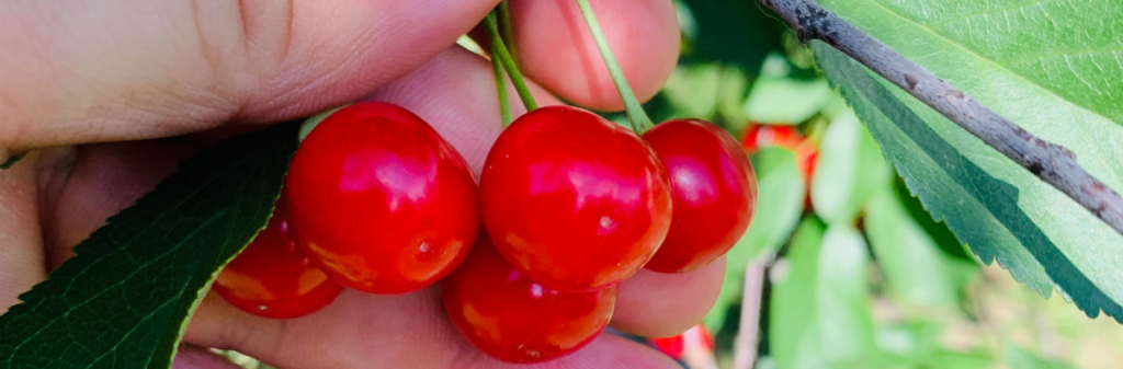 Picking ripe red cherries.