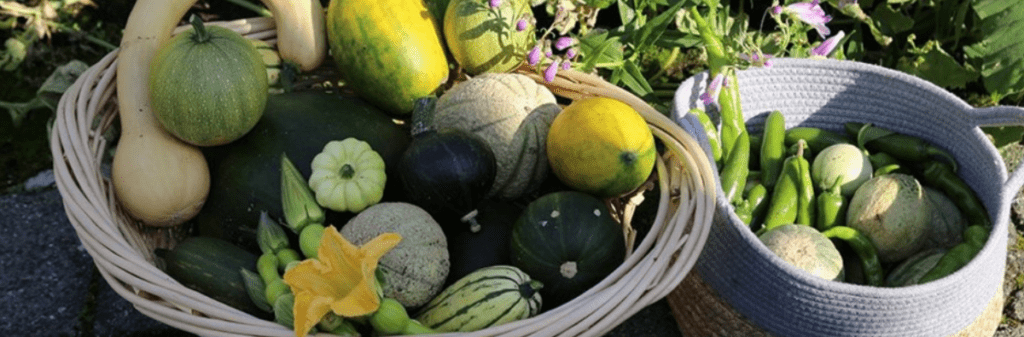 Fresh greens, fruits, and vegetables from an edible ecosystem are placed in two baskets.