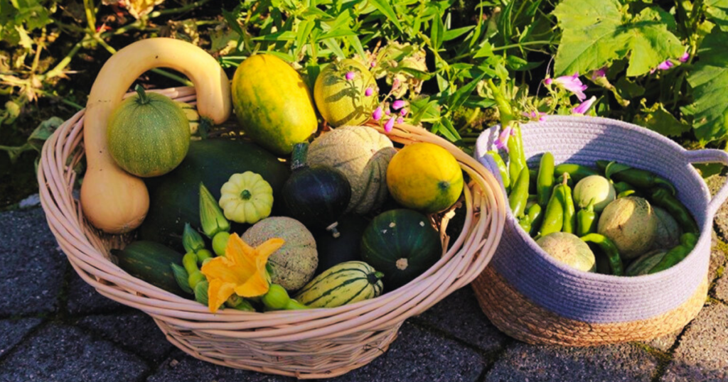 Fresh greens, fruits, and vegetables from an edible ecosystem are placed in two baskets.