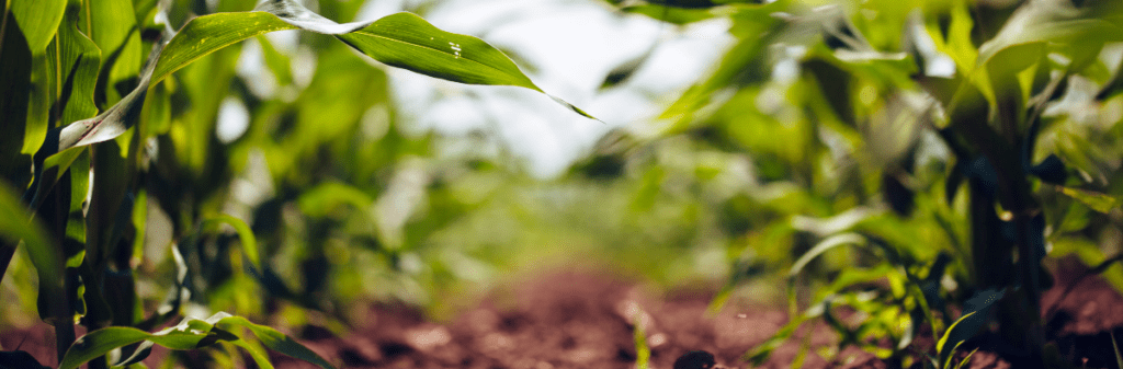 Close-up of a green cornfield, highlighting leaves and soil in garden management.