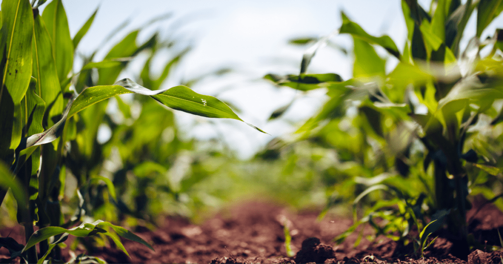 Close-up of corn plants in a field, showcasing their growth cycle under a clear blue sky.