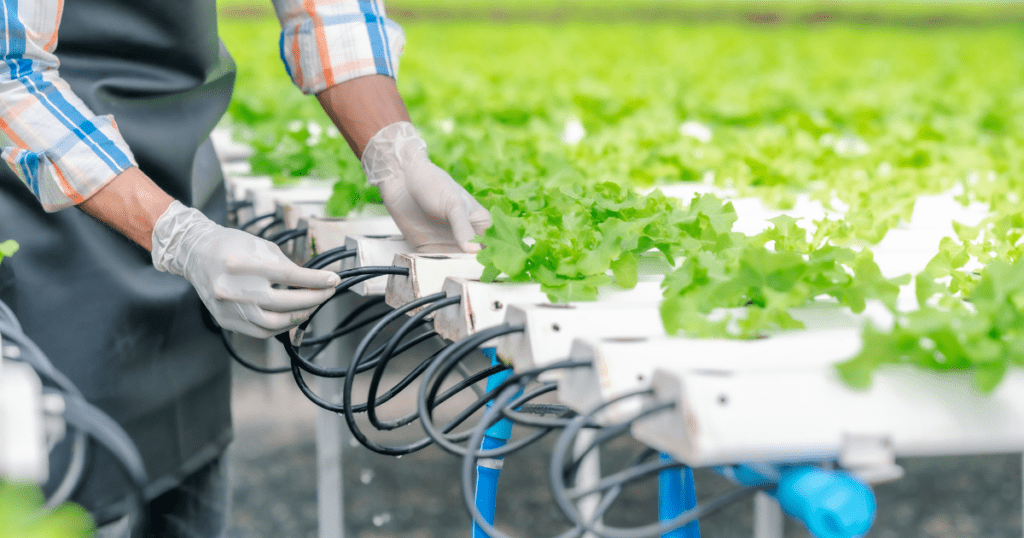 Person adjusting cables in a hydroponic farm, enhancing food security with fresh lettuce.