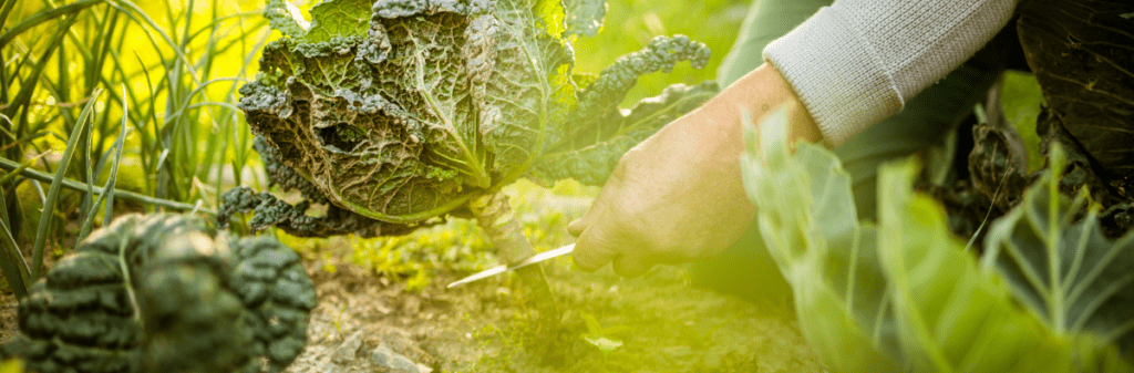 Person harvesting cabbage with a knife, transforming the garden's inner landscape.