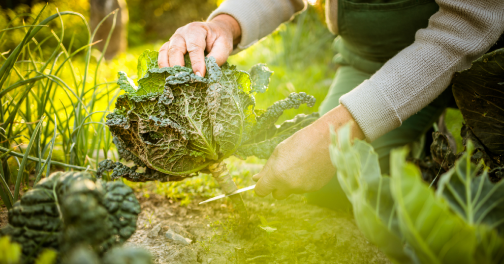 Person transforming inner landscape while harvesting cabbage in a sunny garden.