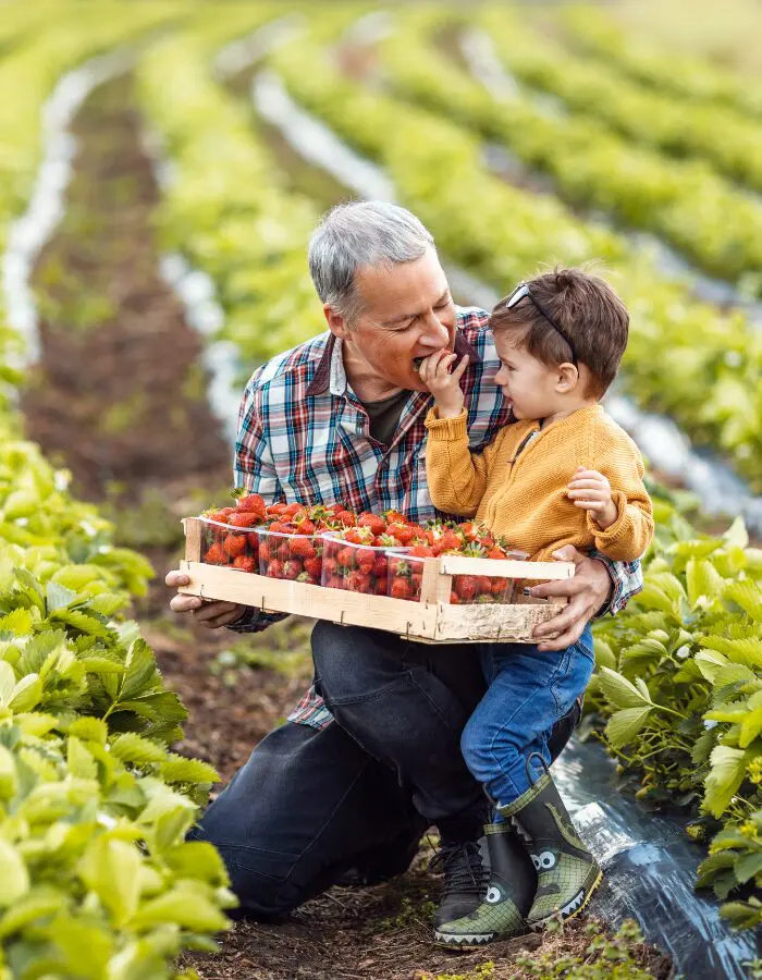 Man and child picking strawberries, sharing a sweet moment of food security.