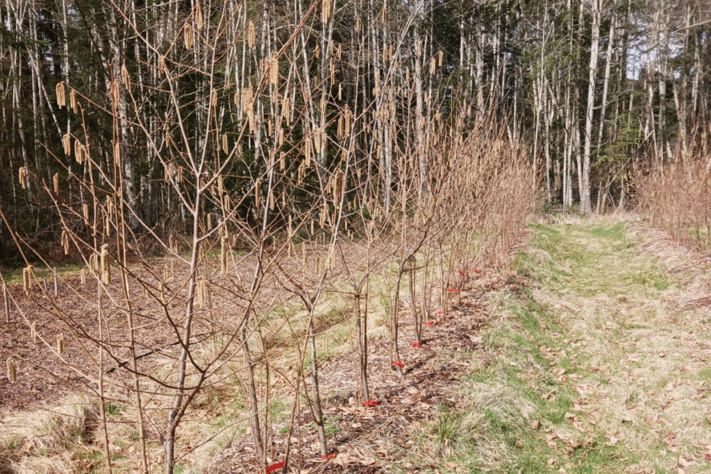 Rows of young leafless trees for food security, red markers beside a grassy path, forest in background.