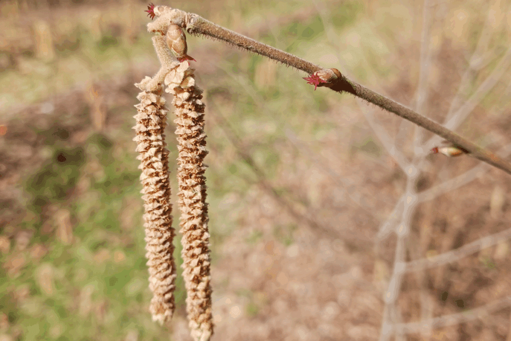 Close-up of hazel catkins, a promising nut alternative for sustainable food options.