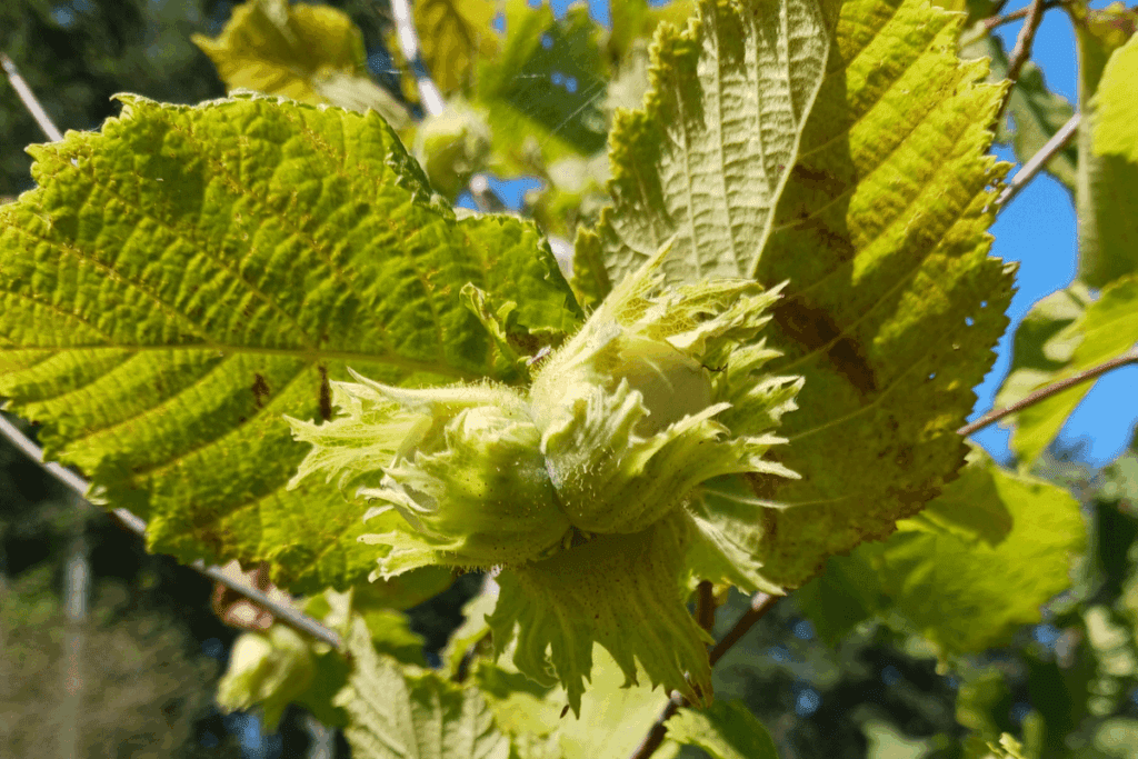 Close-up of a green hazelnut cluster, a symbol of food security, among sunlit large leaves.