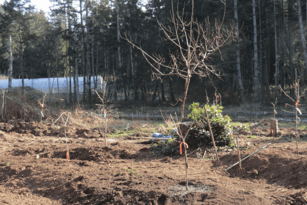 Young trees for food security, tagged in a garden near a forest and greenhouse.