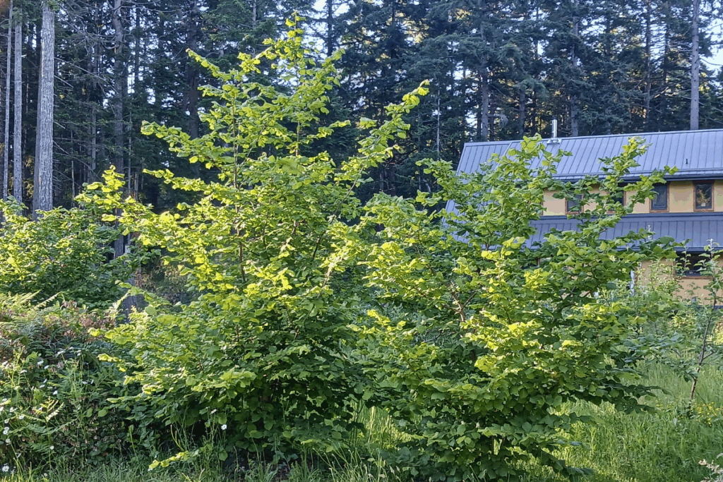 Green leafy trees in sunlight with a house, forest, and dreams of food security in the background.