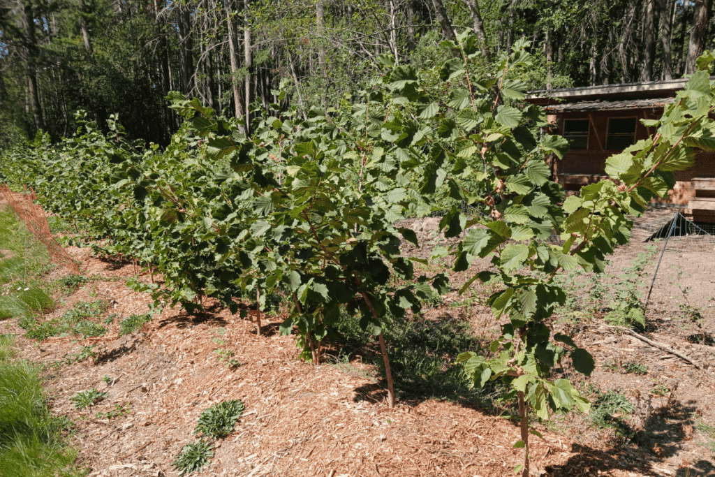 Rows of green leafy bushes promise food security beside a wooden shed in a sunlit garden.
