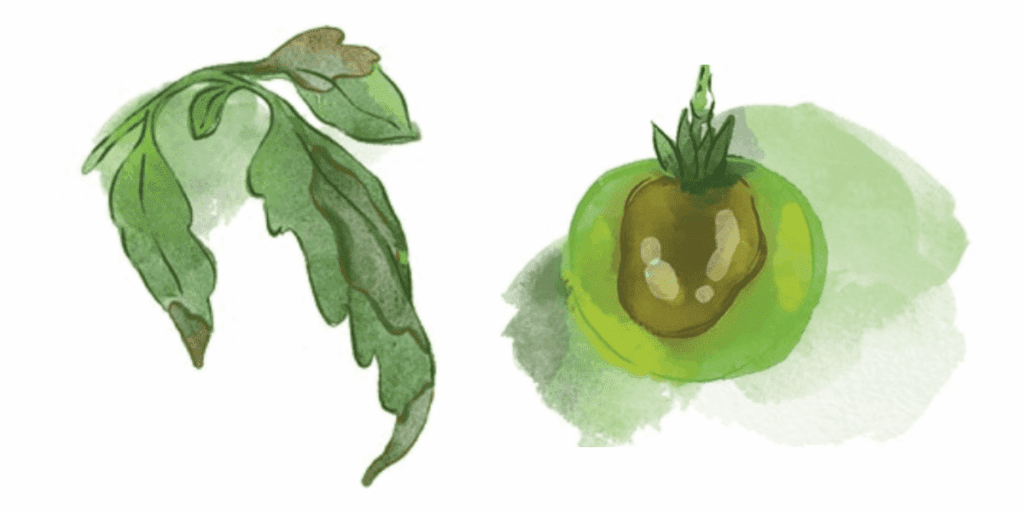 Watercolor painting of a leafy green branch and a small green fruit showing tomato diseases.