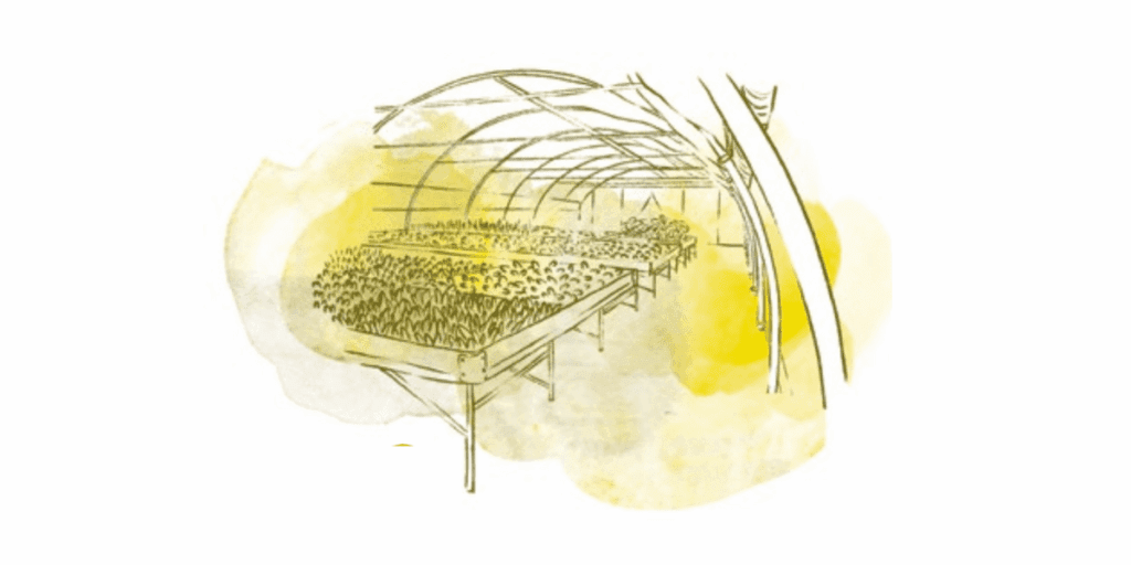 Sketch of plants on tables in a greenhouse, inspired by the Paperpot System and Market Gardener.