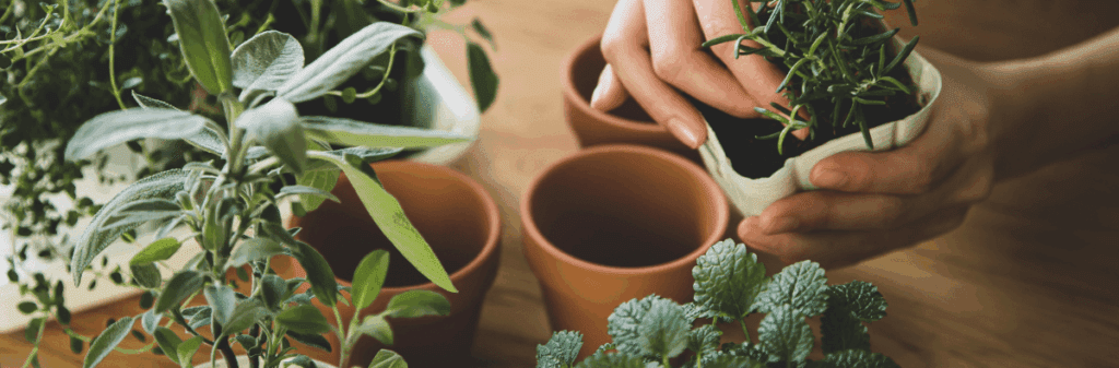 Hands potting fresh herbs into terracotta pots, perfect for growing herbs indoors.