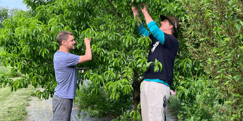 Ryan Blosser and Trevor Piersol have a friendly discussion while picking fruit in a lush, green outdoor setting. Building relationships.