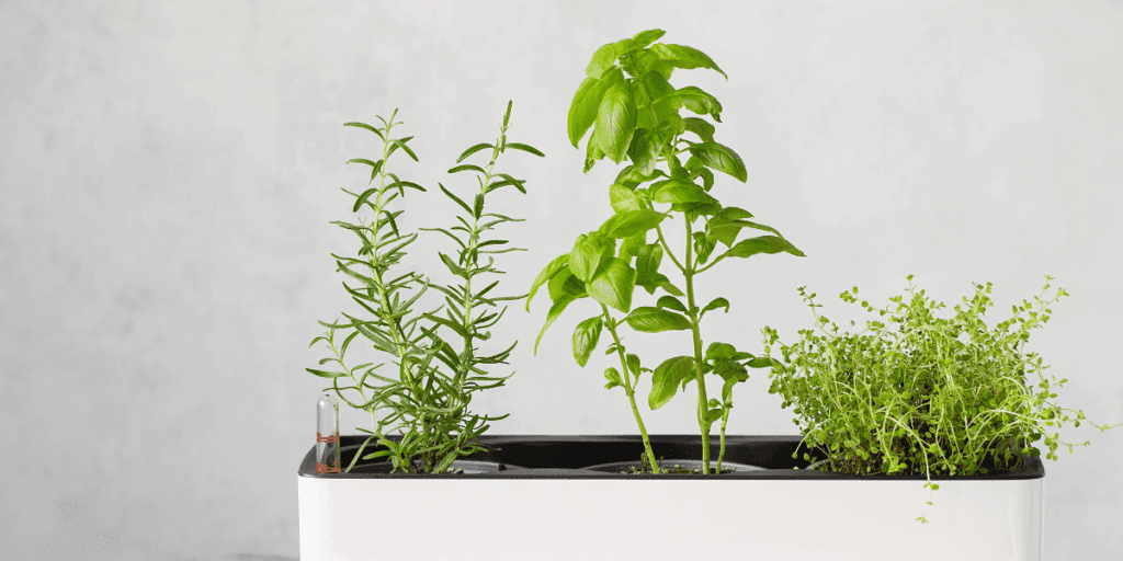 Three green herbs growing in a modern white planter, perfect for indoor herb gardening.
