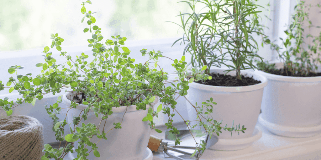 Three potted herbs in white pots on a windowsill, perfect for growing herbs indoors.