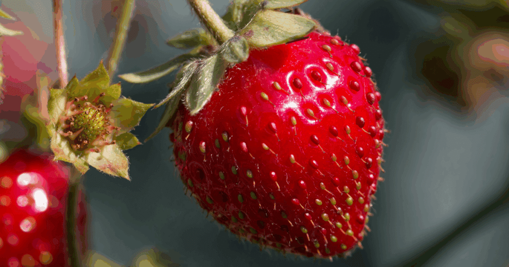 A close-up of a ripe red strawberry, showcasing innovative strategies in fruit cultivation.