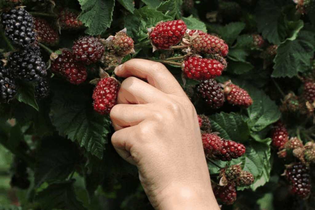 A hand picking ripe blackberries, showcasing small fruit growing on a leafy bush.