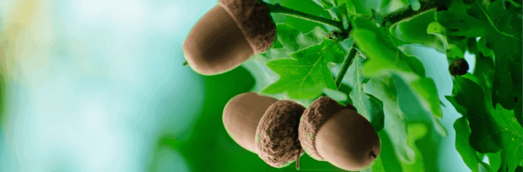 Tree nuts hanging from an oak branch with green leaves and a blurred background.