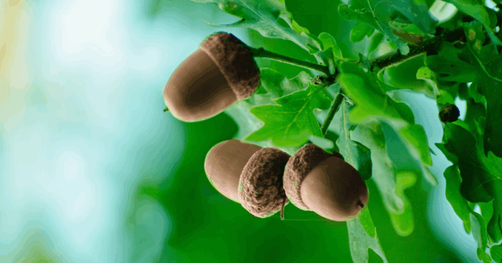 Three acorns, tree nuts hanging from an oak branch with green leaves and a blurred background.