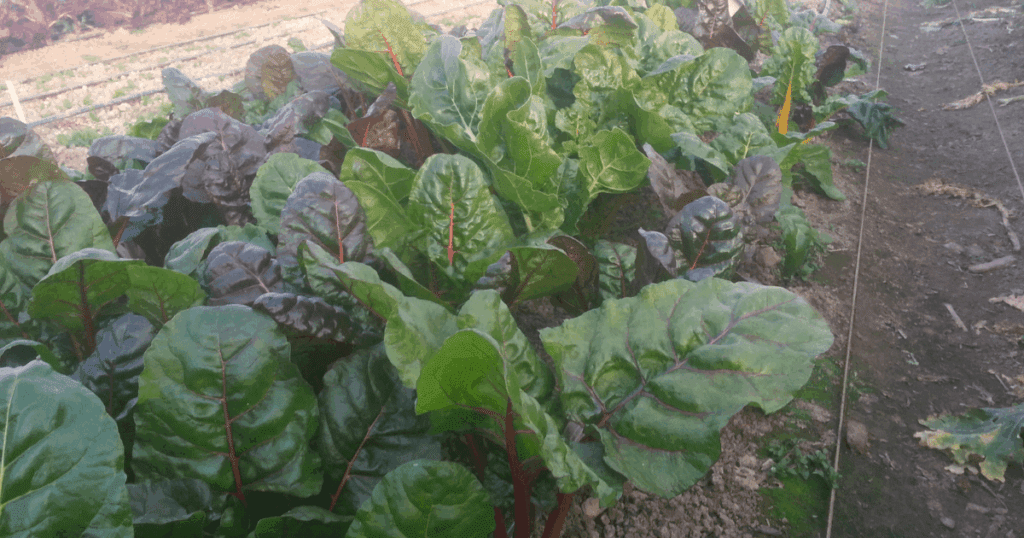 Rows of leafy Swiss chard flourish, inspired by Pam Dawling's expert garden advice.