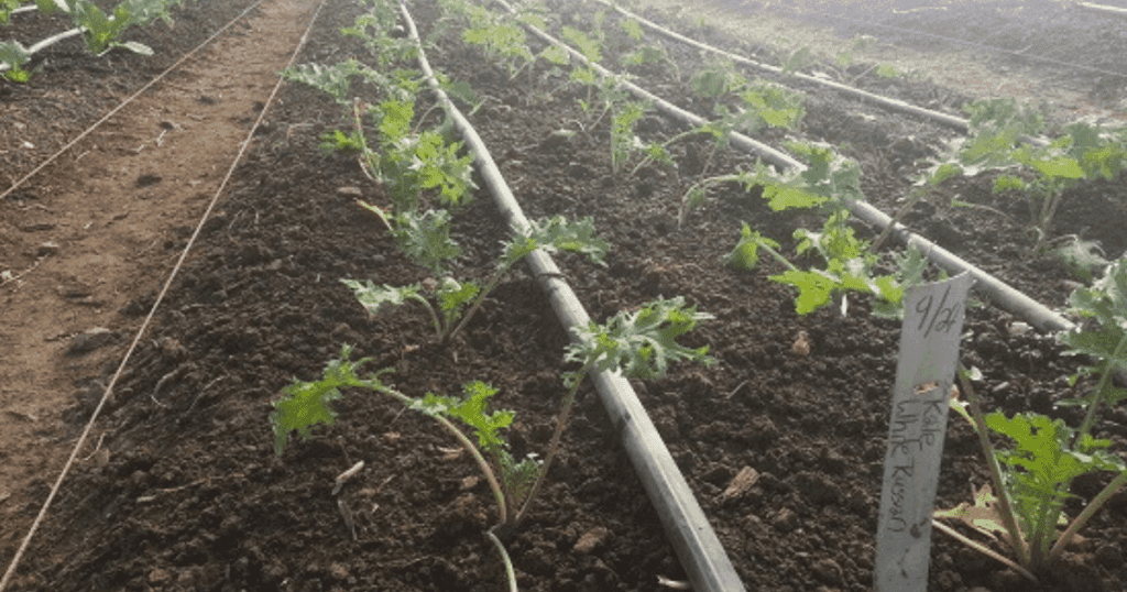 Rows of young kale plants thrive with drip irrigation, as seen in Pam Dawling’s author interview.