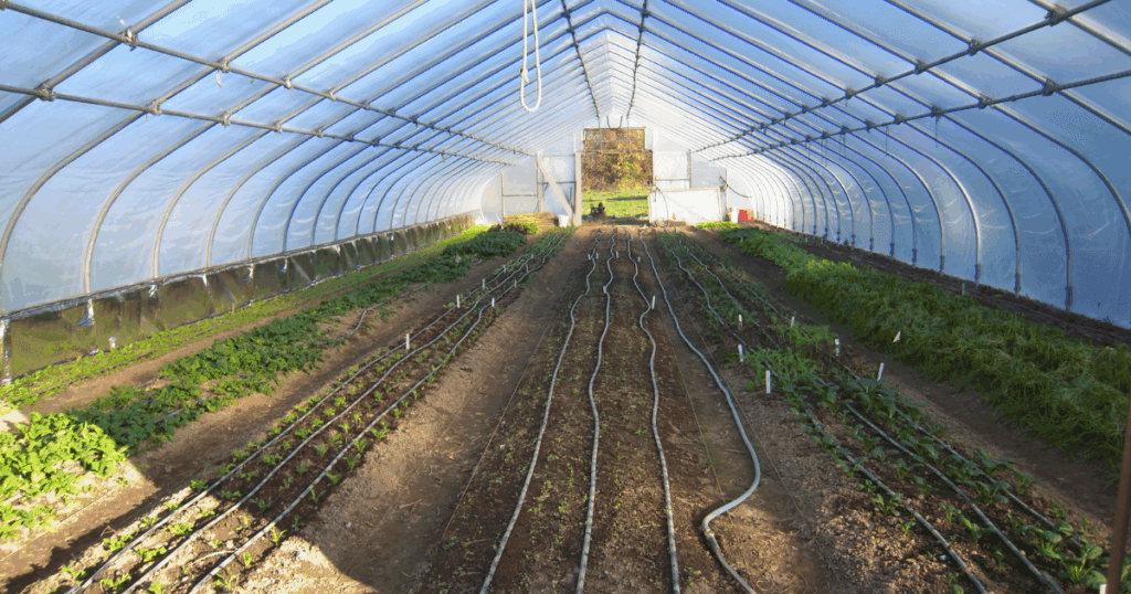 Rows of crops thrive in a sunlit greenhouse, inspired by Pam Dawling's interview tips.