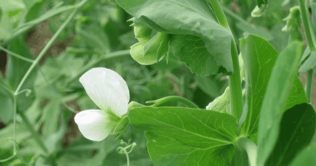 Close-up of a pea plant, as featured in Pam Dawling's author interview, with flower and leaves.