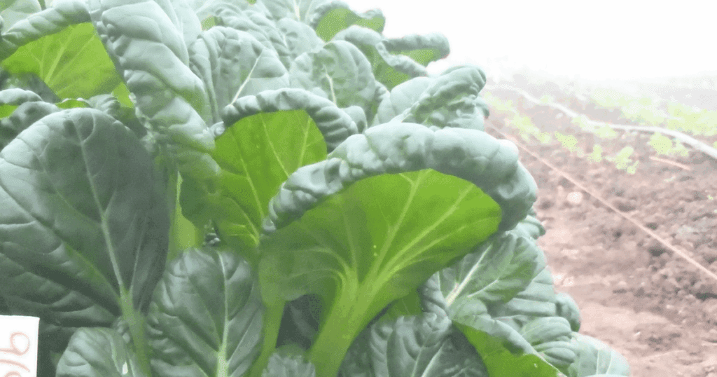Close-up of leafy greens in a misty garden, inspired by Pam Dawling's author interview.