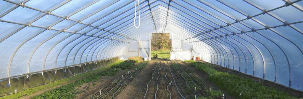 Hoophouse crops thrive in a clear greenhouse, inspired by Pam Dawling's Sustainable Market Farming.