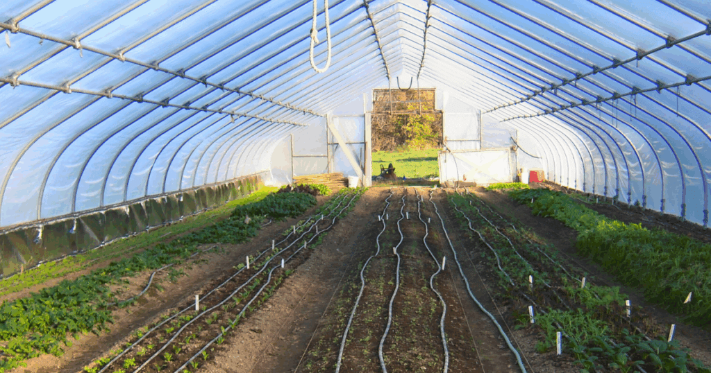 Hoophouse crops thrive in a clear greenhouse, inspired by Pam Dawling's Sustainable Market Farming.