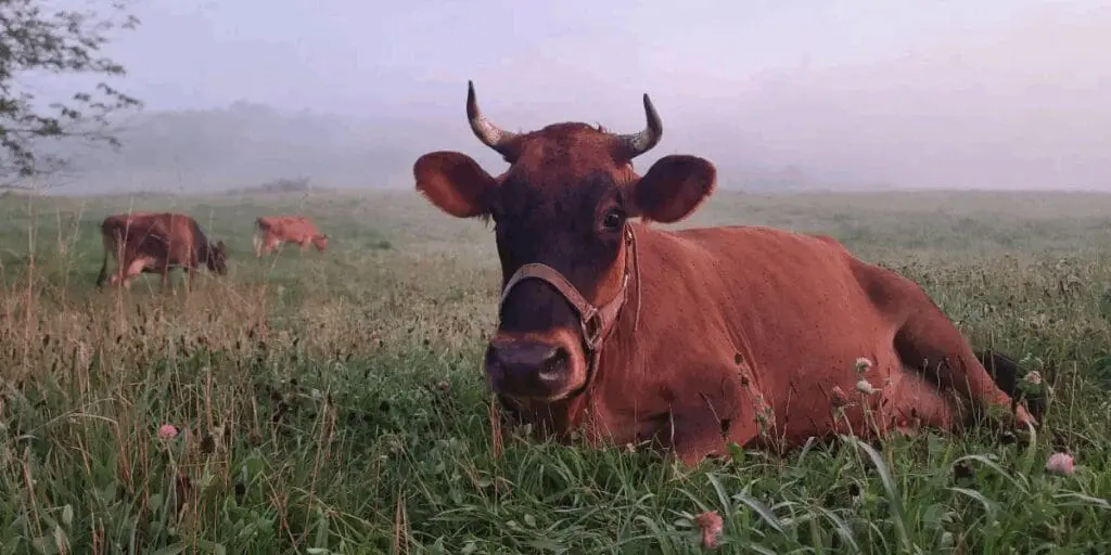 A brown cow with horns rests in a grassy field on Farmers Land Trust, promoting food security.