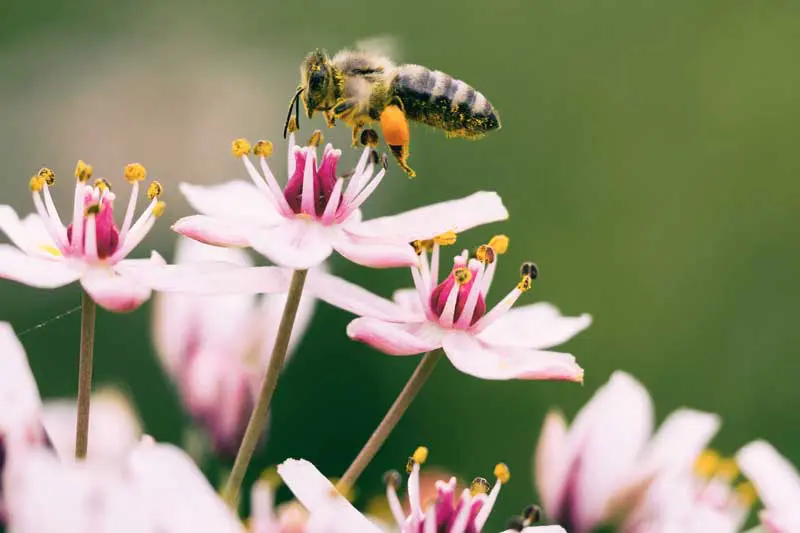 A bee hovers over light pink flowers—perfect for pollinator education in a school garden.