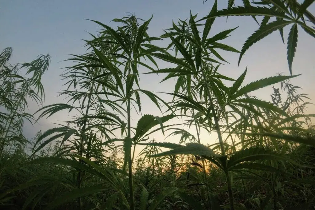 Hempcrete cannabis plants silhouetted against a sunset sky.