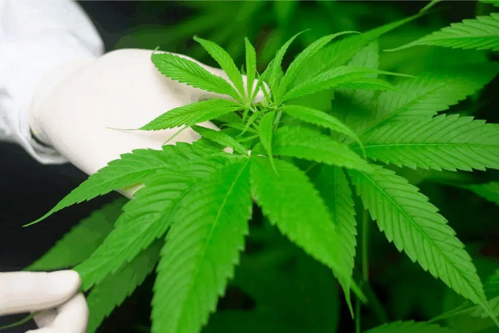 Gloved hand holding bright green cannabis leaves, highlighting benefits for construction projects.