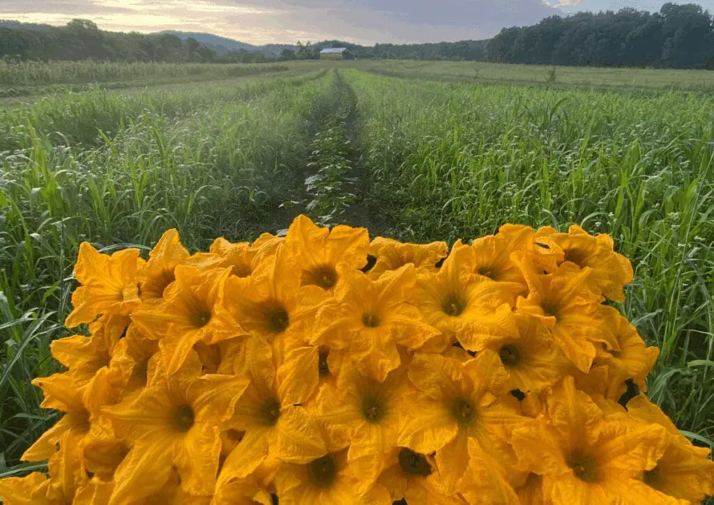 Yellow squash blossoms bloom on community-held land with a distant barn and trees in view.
