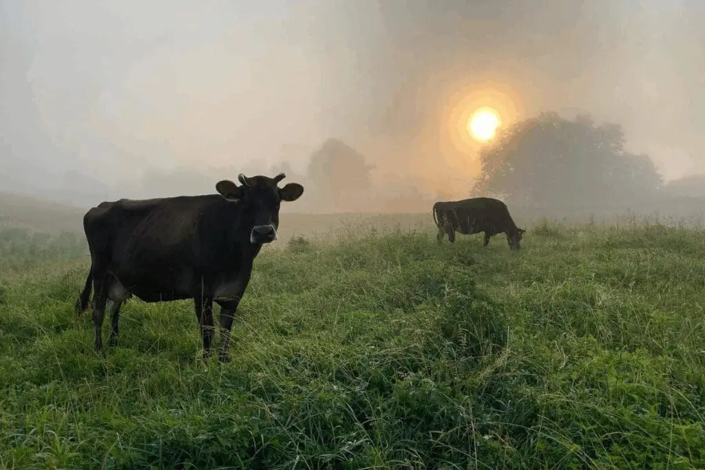 Two cows graze in a misty sunrise field, embodying the art of letting go amid the trees.