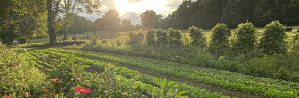 Rows of vegetables and flowers invite emotional release in this sunlit garden with leafy trees behind.