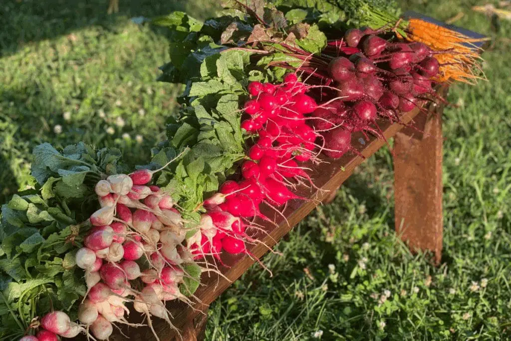 Freshly harvested radishes and carrots on a sunlit wooden bench.
