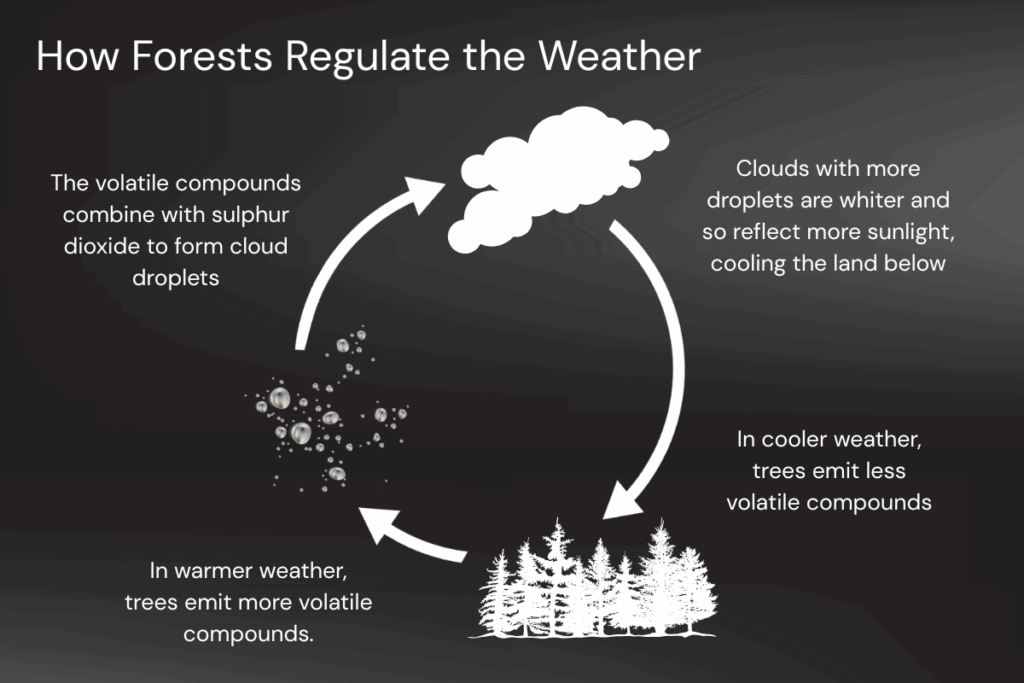 Diagram showing how forests influence Earth habitability and regulate weather conditions.