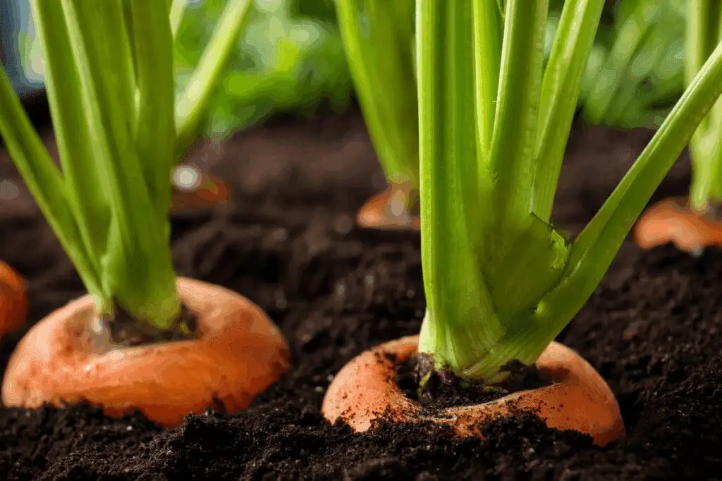 Carrots, classic root vegetables, growing in dark soil with green tops above ground.