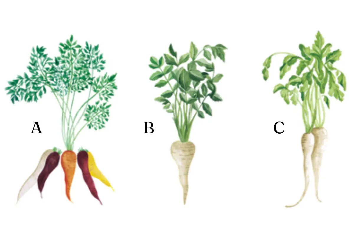 Three essential root vegetables with leafy tops and varied shapes.