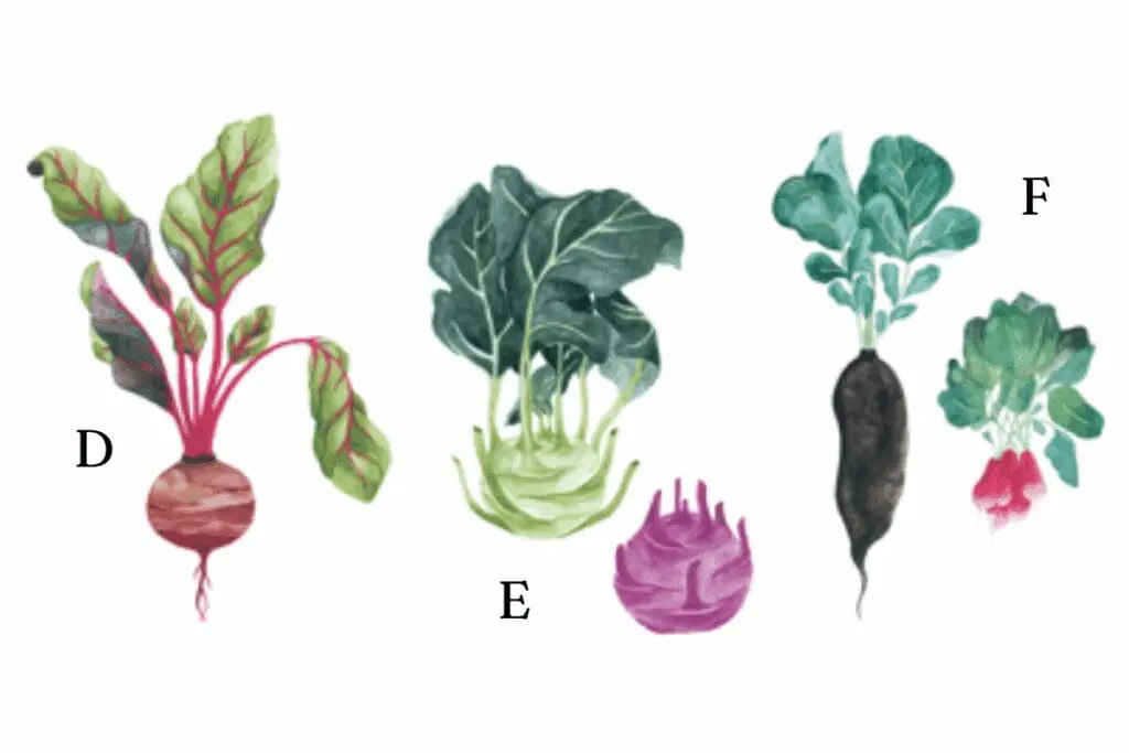 Illustrations of underground staples with green leaves and colorful bulbs.