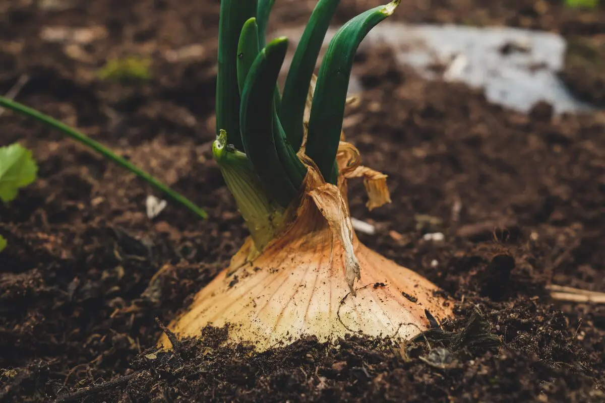 A yellow onion, one of the underground staples, grows in soil with fresh green shoots sprouting.